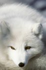 Raposa ártica adulta em pelagem de inverno descansando, close-up . — Fotografia de Stock