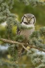 Northern hawk-owl perching on fir tree branch in woods. — Stock Photo