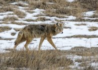 Coyote che cammina sul campo innevato in inverno . — Foto stock