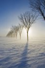 Blowing snow and row of trees in winter near Saint Adolphe, Manitoba, Canada — Stock Photo