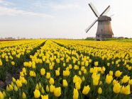 Campo de tulipas amarelas e moinhos de vento perto de Schermerhorn, Holanda do Norte, Holanda — Fotografia de Stock