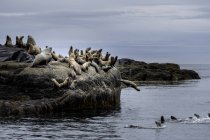 Leões-marinhos Steller descansando na costa da Colúmbia Britânica, Canadá — Fotografia de Stock