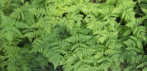 Close-up of forest floor with oak ferns, full frame — Stock Photo