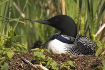 Loon con el polluelo sentado en el nido en la hierba del pantano - foto de stock