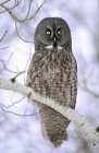Adult great gray owl perching on birch tree branch in wintry forest. — Stock Photo