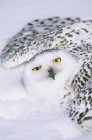 Snowy owl mantling over snow with spread wings. — Stock Photo
