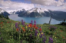 Lupine flores silvestres e pincéis na costa do Lago Garibaldi, Parque Provincial Garibaldi, Colúmbia Britânica, Canadá — Fotografia de Stock