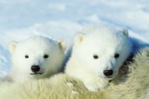 Oso polar cachorros abrazándose en piel de animal hembra en la nieve del Ártico Canadá . - foto de stock
