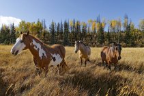 Cavalos pastando no prado da fazenda na região do Cariboo, Colúmbia Britânica, Canadá — Fotografia de Stock