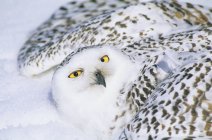 Snowy owl mantling over snow with spread wings. — Stock Photo