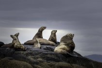 Leones marinos Steller descansando en la costa de Columbia Británica, Canadá - foto de stock