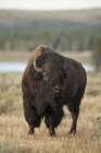 Toro bisonte di pianura che pascola nel prato del Parco Nazionale di Yellowstone, Montana, Stati Uniti — Foto stock