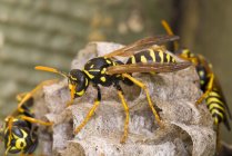 Close-up of wasps sitting on hive outdoors — Stock Photo