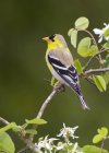 American goldfinch bird perched on tree branch, close-up. — Stock Photo