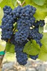 Uvas maduras de Pinot Noir cultivadas en viñedo . - foto de stock