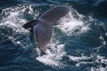 Cola de ballena jorobada saltando en el agua en Terranova, Canadá . - foto de stock