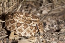 Serpente a sonagli verde mohave nell'habitat naturale dell'Arizona, USA — Foto stock