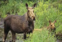 Moose with calf in marsh water of Algonquin Provincial Park, Ontario, Canada. — Stock Photo