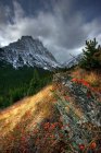Herbstliches Laub mit Mount Lineham, Waterton Sees Nationalpark, Alberta, Kanada — Stockfoto