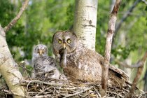 Adult great gray owl feeding vole to owlets in nest on tree. — Stock Photo
