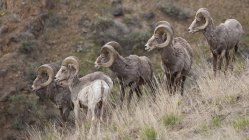 Grupo de ovelhas bighorn Califórnia no prado da região de Kootenay, Colúmbia Britânica, Canadá — Fotografia de Stock