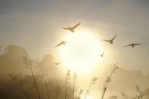 Canada geese flying in sky at dawn in Burnaby Lake Regional Park, British Columbia, Canada — Stock Photo