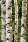 Bagnato tronchi di pioppo tremulo vicino a Nordegg, Alberta, Canada — Foto stock