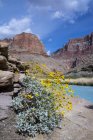 Flowering brittlebush on rocky shore of Little Colorado River, Grand Canyon, Arizona, USA — Stock Photo