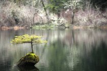 Pequena árvore brotando de tronco afundado em Fairy Lake, Vancouver Island, British Columbia, Canadá — Fotografia de Stock