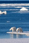 Eisbären stehen an der eisigen Küste des Archipels Spitzbergen in der norwegischen Arktis — Stockfoto