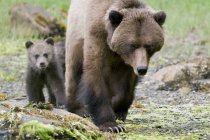 Grizzly bear and cub walking at shoreline while looking for food. — Stock Photo