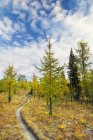 Осенью в национальном парке Кутеней, провинция Британская Колумбия, Канада — стоковое фото