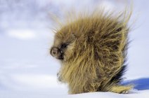 Porcospino in cerca di cibo sulla neve in inverno a Saskatchewan, Canada — Foto stock