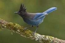 Крупним планом блакитний Стеллер джей птах, що вбирається на криту гілку моху . — стокове фото