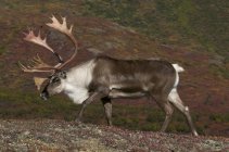 Barren-ground bull caribou with antlers in autumnal tundra in Denali National Park, Alaska, United States of America — Stock Photo