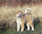 Grande filhote de cachorro Pirinéus em pé na grama do prado . — Fotografia de Stock