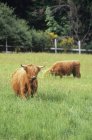 Highland cows grazing on farm, Vancouver Island, British Columbia, Canada. — Stock Photo