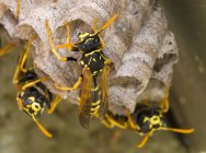 Nahaufnahme von Wespen, die im Freien auf einem Bienenstock sitzen — Stockfoto