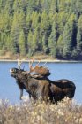 Moose preforming flemen calling in Jasper National Park, Alberta, Canada. — Stock Photo