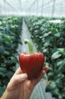 Maschio mano tenendo peperone rosso in serra — Foto stock