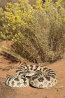 Great basin rattlesnake in defensive pose in desert of Arizona, USA — Stock Photo