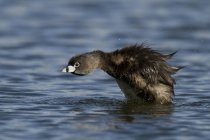 Pied-billed grebe chick standing in water, close-up — Stock Photo