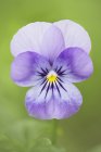 Close-up of Western Canada violet flower — Stock Photo