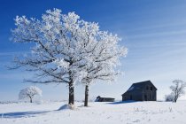 Frost covered trees and old farm house near Beausejour, Manitoba, Canadá — Fotografia de Stock