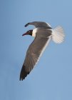 Mouette rieuse volant contre le ciel bleu avec les ailes tendues . — Photo de stock