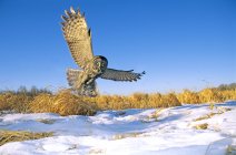 Great gray owl hunting over snow covered field. — Stock Photo
