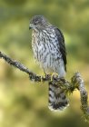Cooper hawk perched on tree branch — Stock Photo