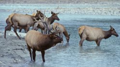 Elks washing and drinking water in river in Alberta, Canada. — Stock Photo