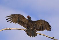 Turkey vulture wing wings outstretched perched on branch. — Stock Photo