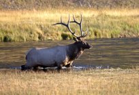 Wapiti elk crossing Madison River, Yellowstone National Park, Wyoming, USA — Stock Photo